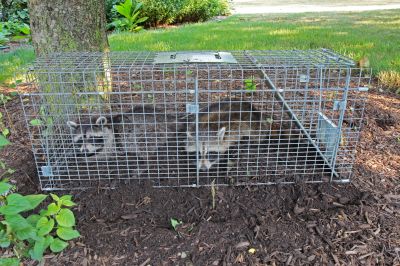 Attic Racoon Removal