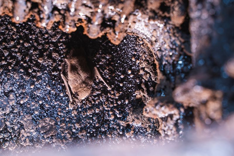 Chimney Pest Removal