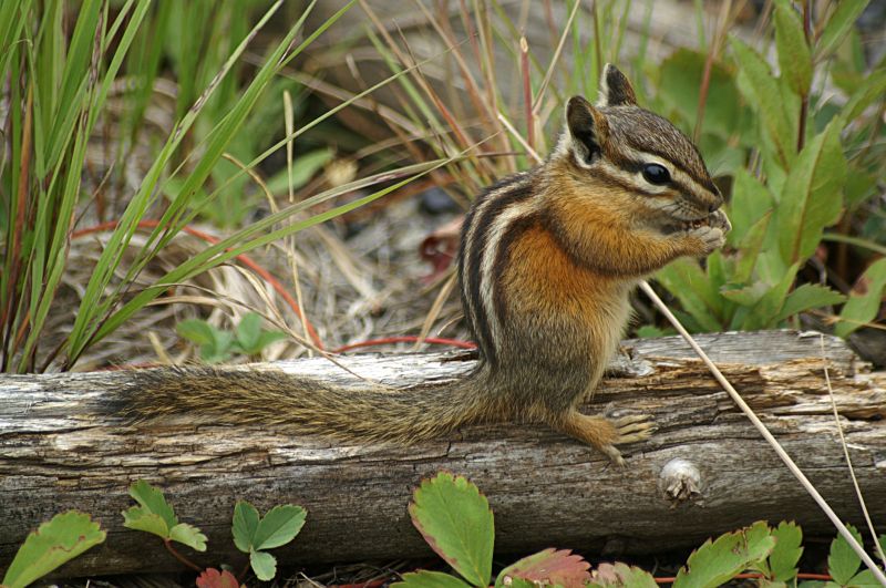 Chipmunk Removal Service