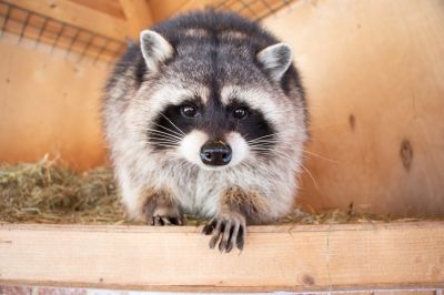 Attic Racoon Removal detail