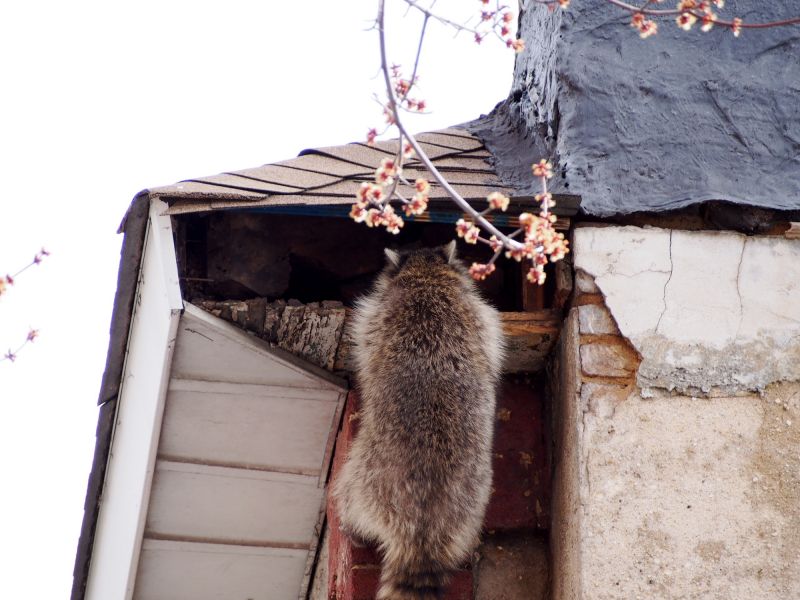 Attic Racoon Removal detail