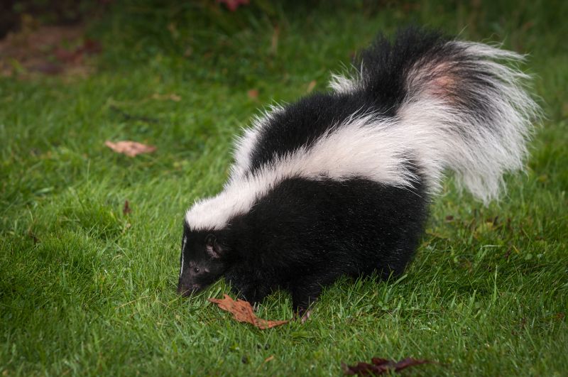 Skunk Extermination detail