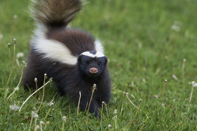 Skunk Extermination detail