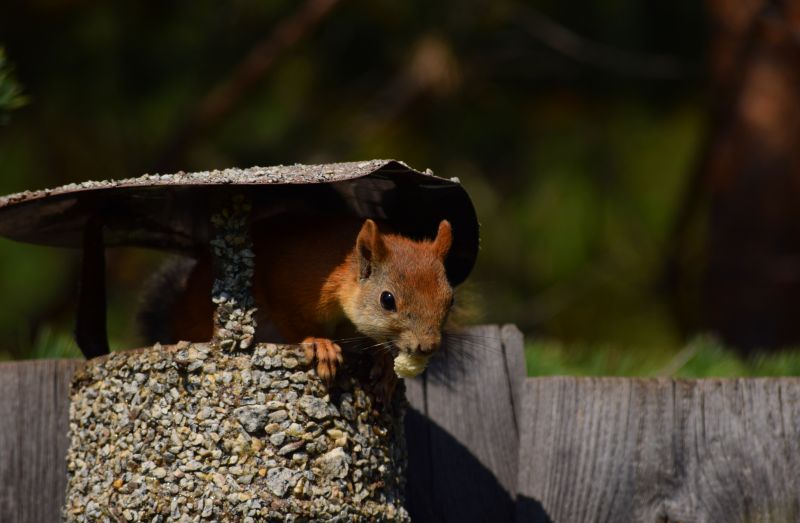 How Squirrels Damage Roofs And Attics And What To Do About It