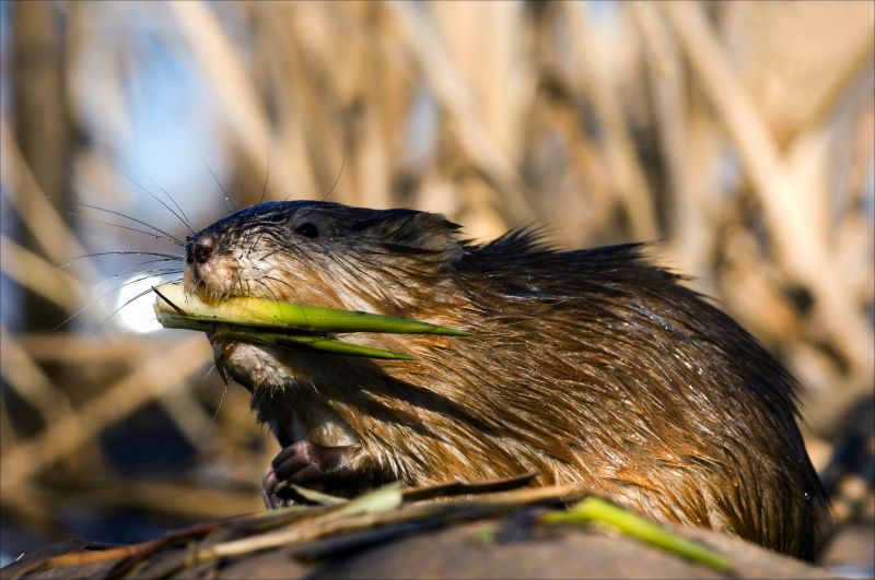 Muskrats Removal