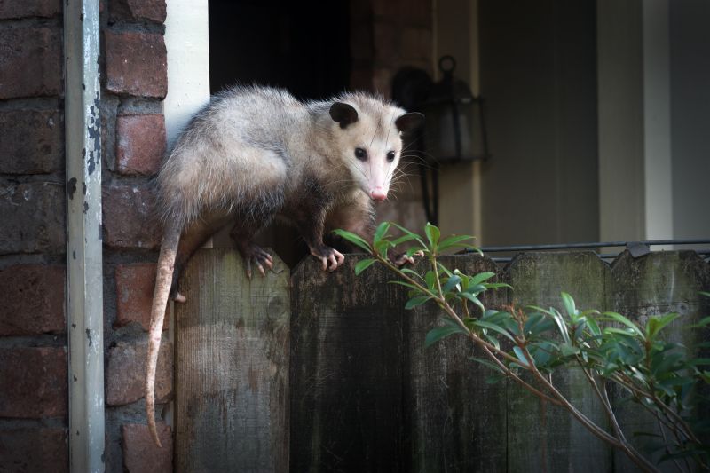 Opossum Removal Service