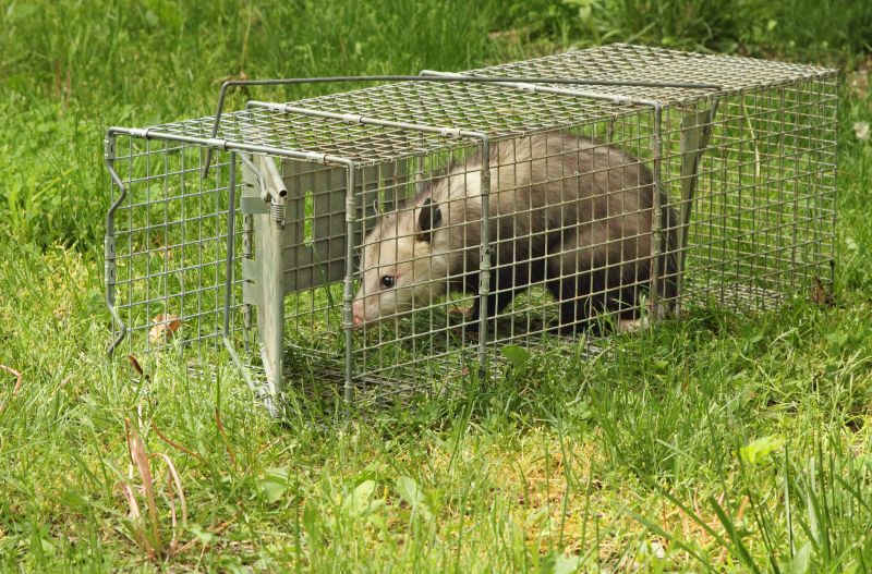 Opossum Removal Service