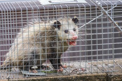 Opossum Removal Service