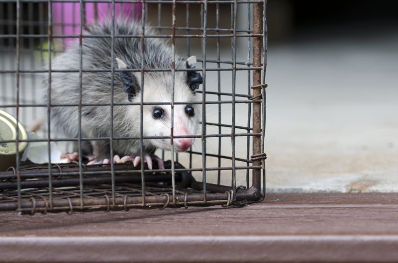 Possum Removal