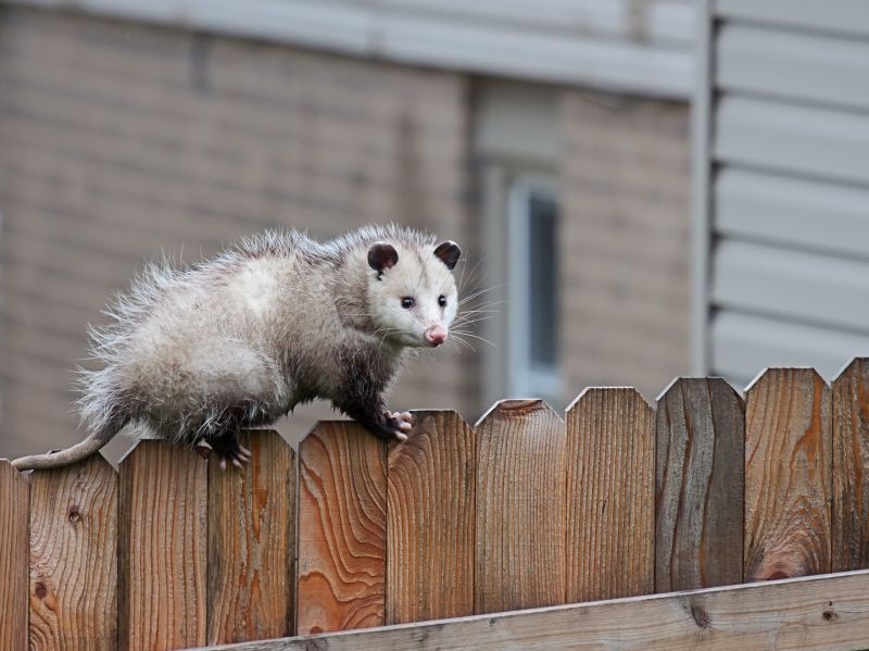 Possum Trapping Service