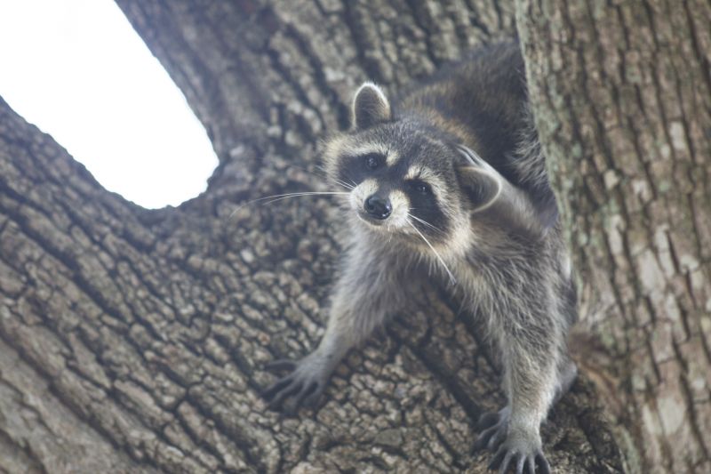 Signs You Have Raccoons In Your Attic And Why Professional Removal Matters