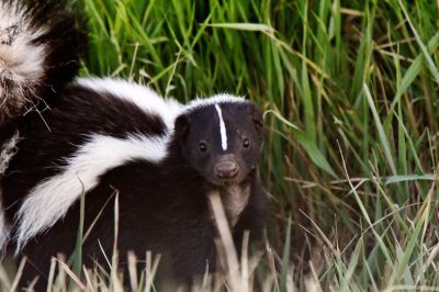 Skunk Extermination