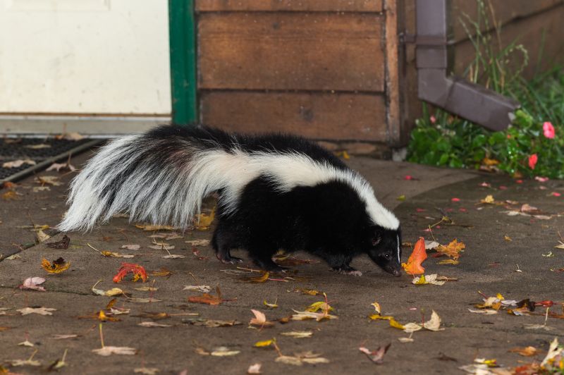 Skunk Hole