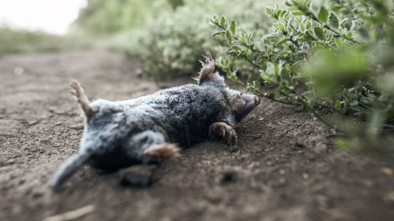 Wildlife Removal Service