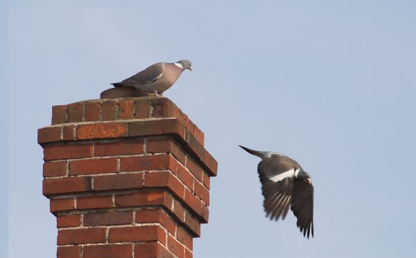 Chimney Animal Removal in Allen