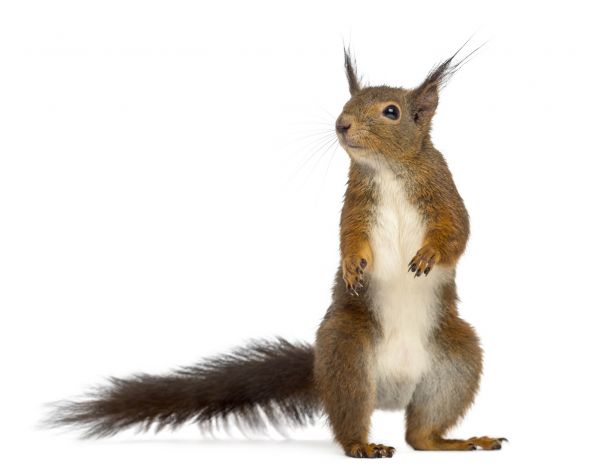 Chimney Squirrel Removal in Allen