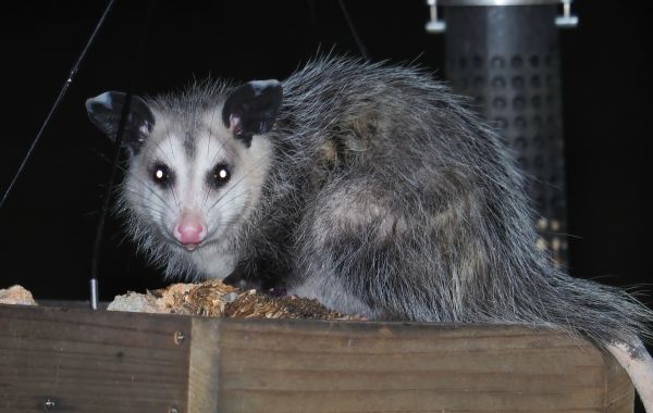 Opossum Removal Service in Allen