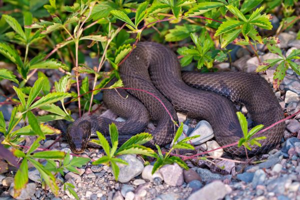 Snake Removal Service in Allen