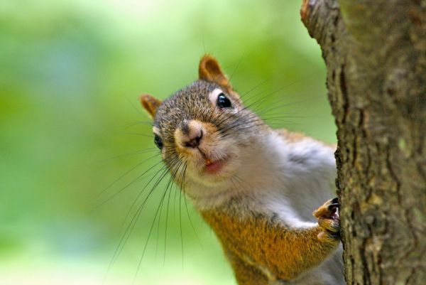 Squirrel Removal Service in Allen