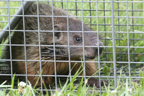 Groundhog Extermination in Allen