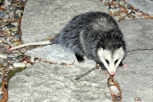 Critter Control Service in Allen