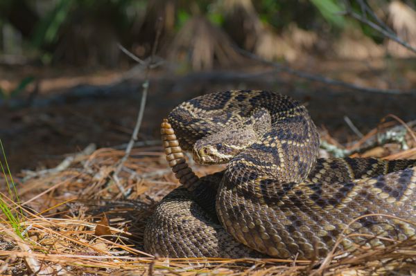 Rattlesnake Removal in Allen