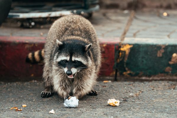 Animal Damage Control