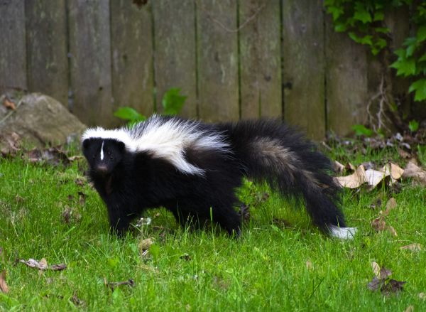 Skunk Removal Service in Allen