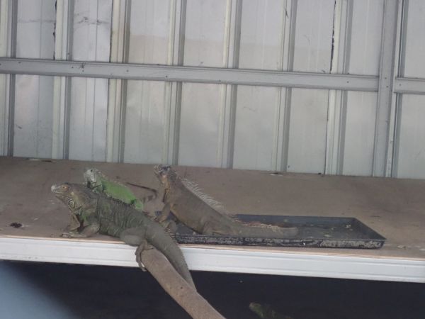 Iguana Removal in Allen