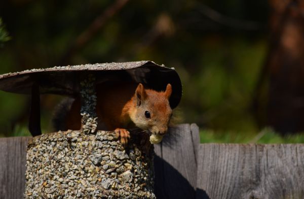 Chimney Pest Removal in Allen