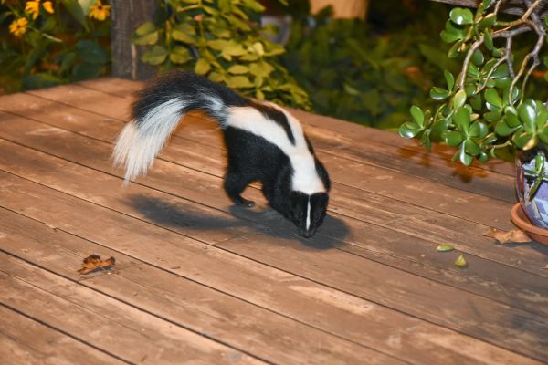 Skunk Extermination in Allen