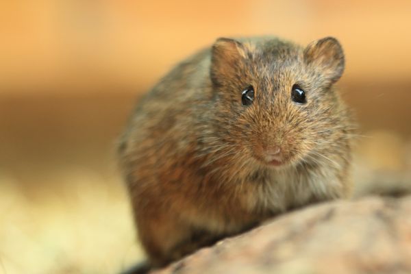 Vole Removal Service in Allen