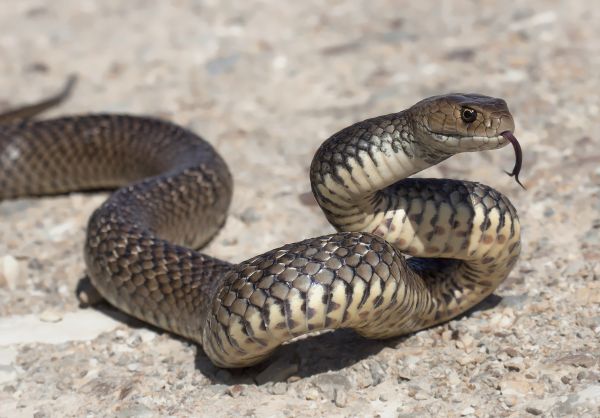 Venomous Snake Removal