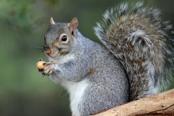 Squirrel Control Service in Allen