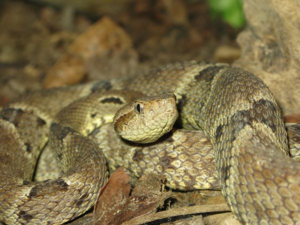 Poisonous Snake Removal in Allen