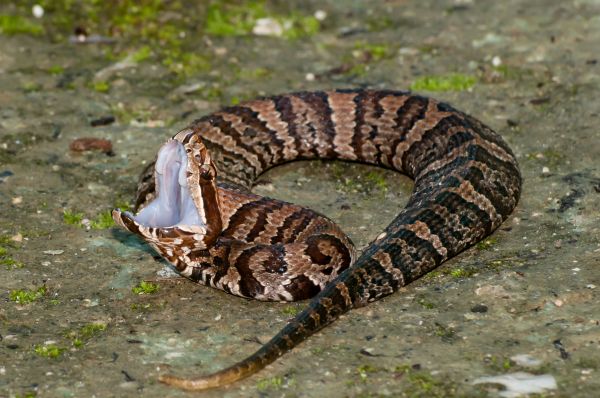 Cottonmouth Removal in Allen